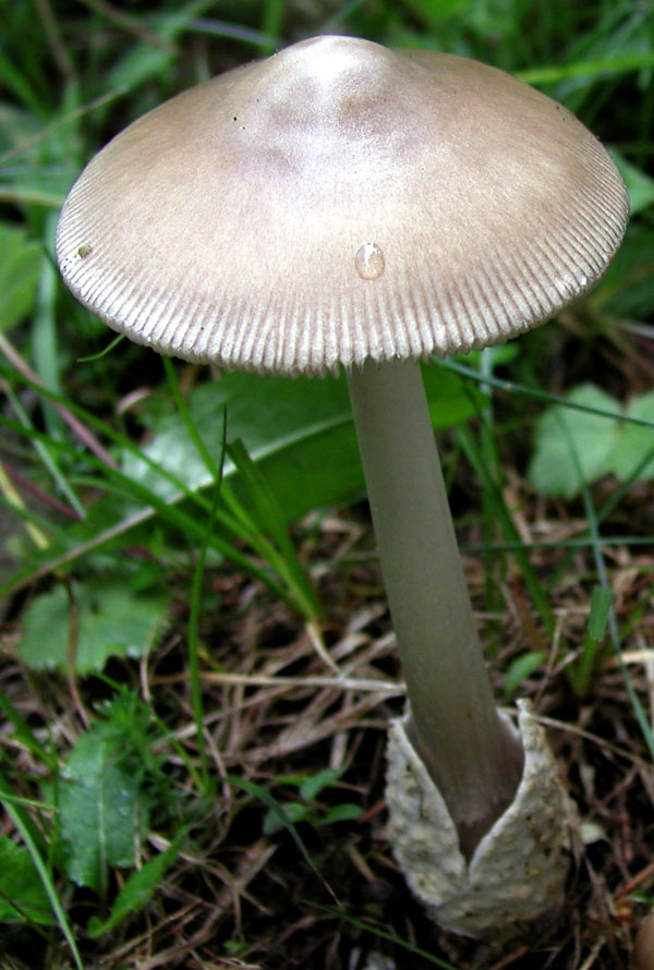 Ancora un Amanita